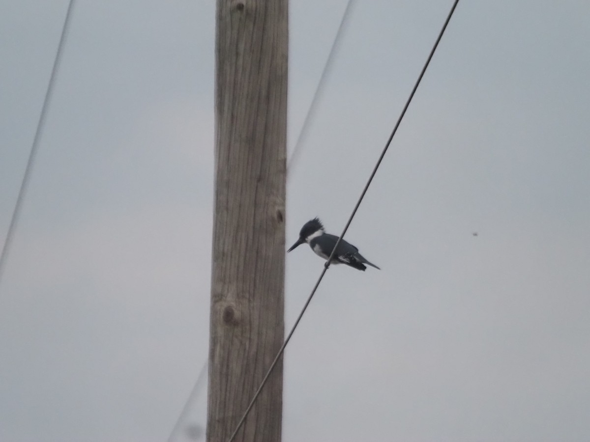 Belted Kingfisher - ML485124491