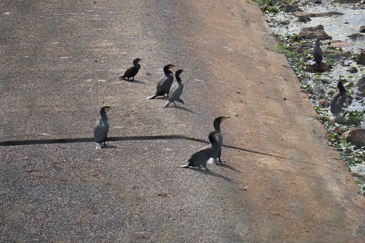 Great Cormorant - ML485126831