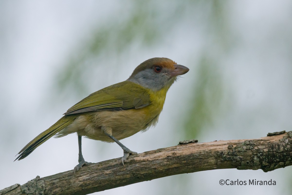 Rufous-browed Peppershrike - ML485127401