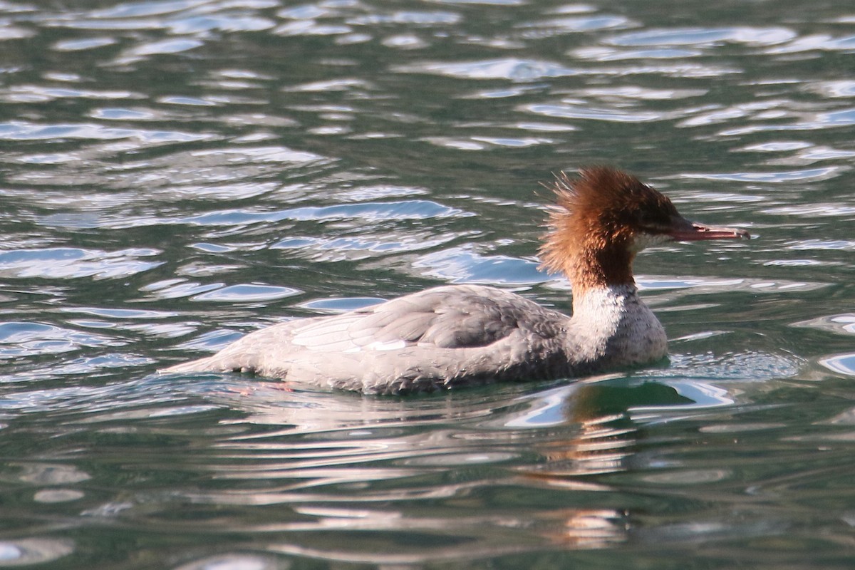 Common Merganser - ML485127981