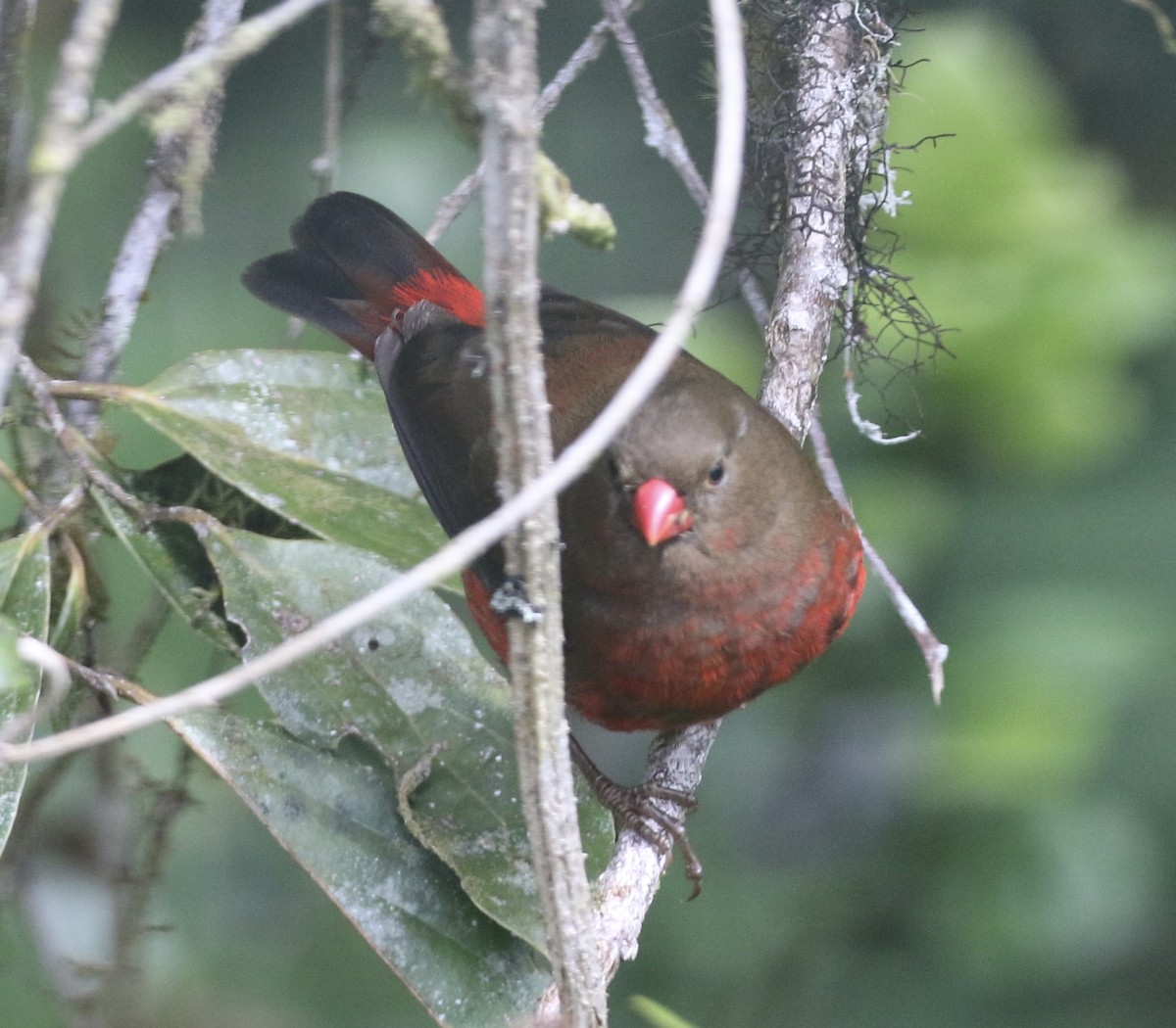 Mountain Firetail - ML485129201