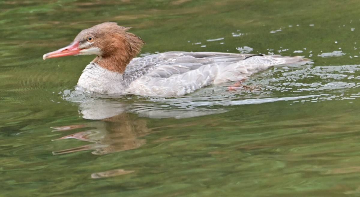 Common Merganser - Sharon Broniatowski