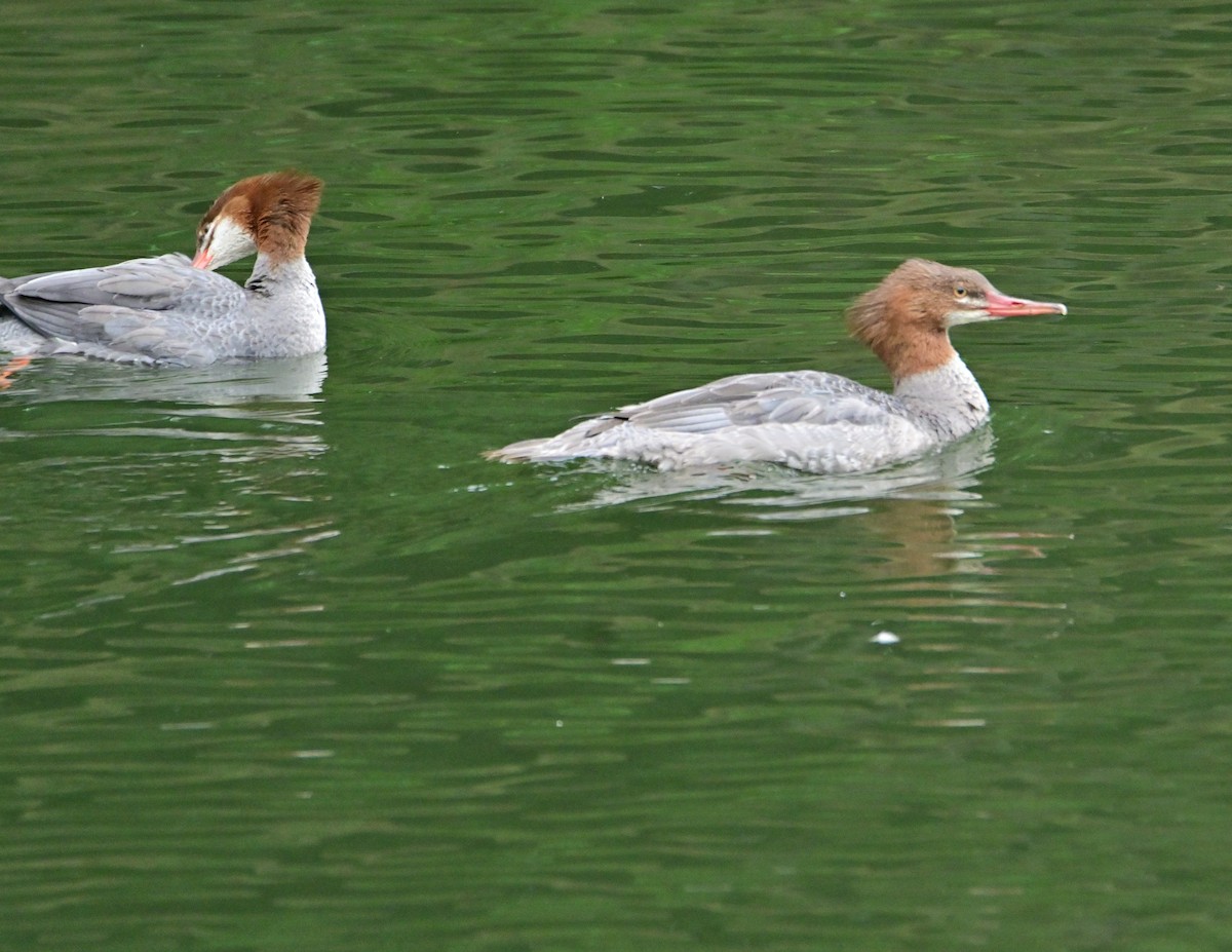 Gänsesäger - ML485129571