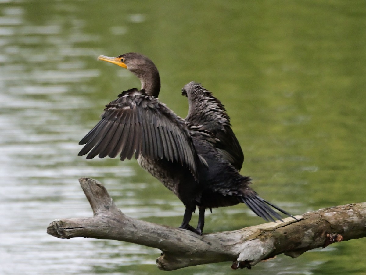 Cormoran à aigrettes - ML485129671