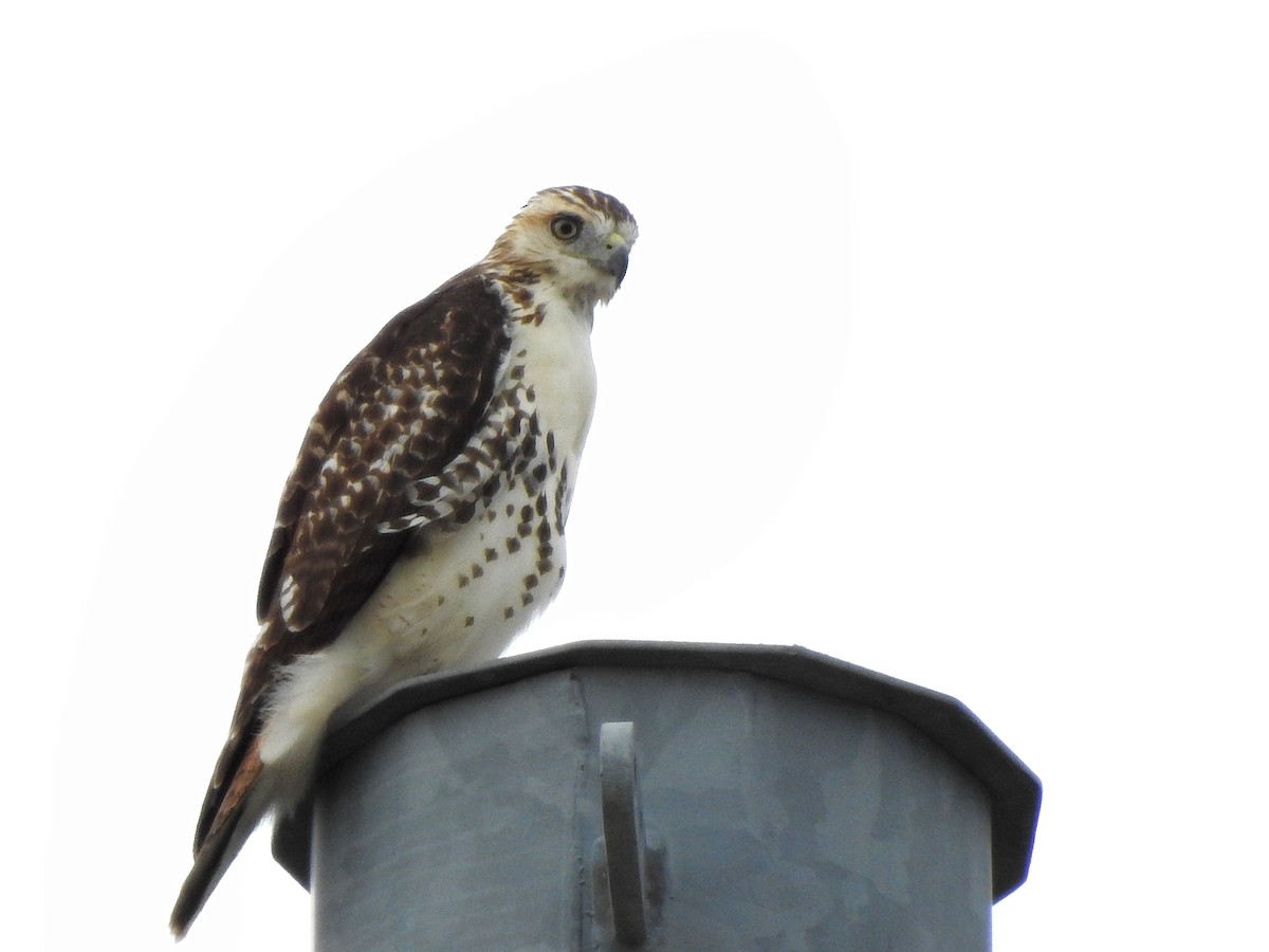 Red-tailed Hawk - ML485129781