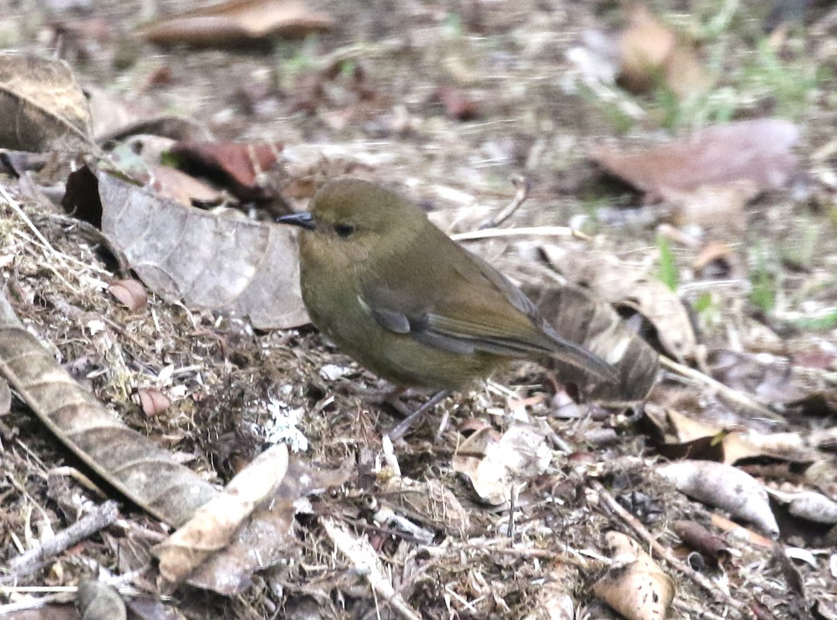 Large Scrubwren - ML485131091