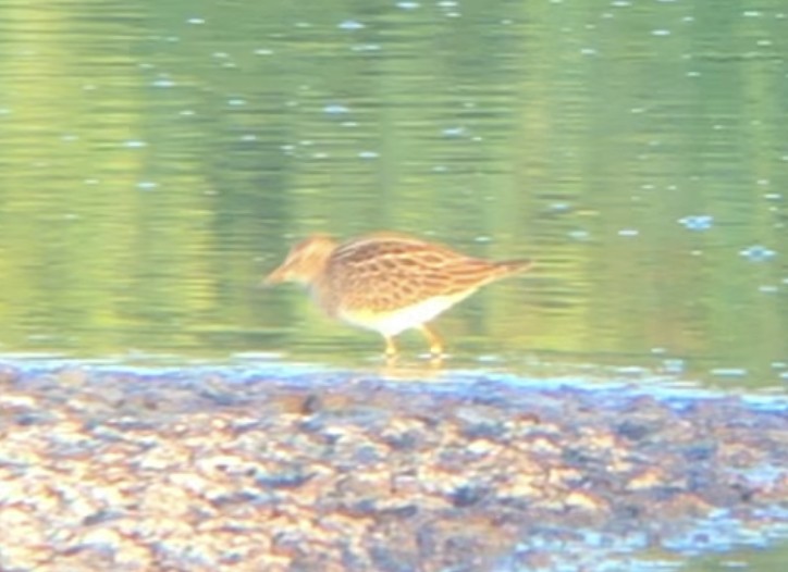 Pectoral Sandpiper - ML485131451