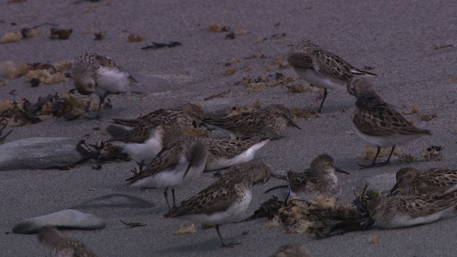 Semipalmated Sandpiper - ML485132