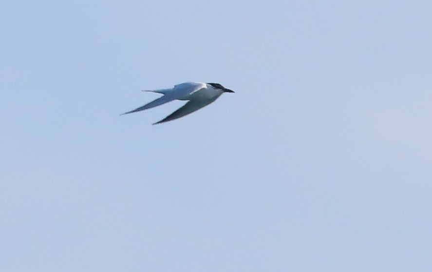 Australian Tern - ML485133771