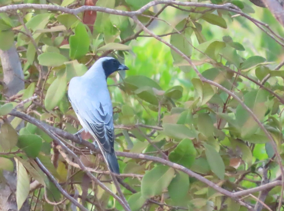 Black-faced Cuckooshrike - ML485133811