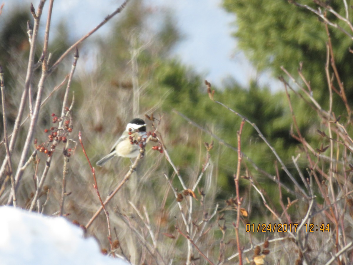 Black-capped Chickadee - ML48513411