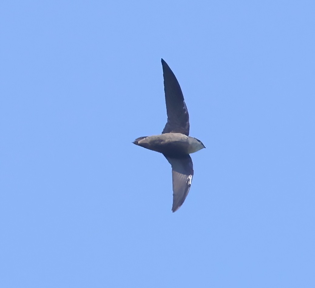 Chimney Swift - ML485134331