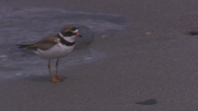 ミズカキチドリ - ML485135