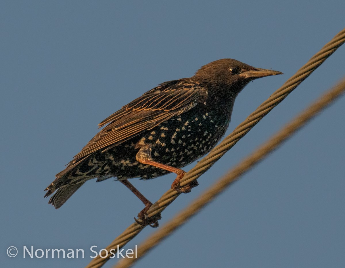 European Starling - ML485135511