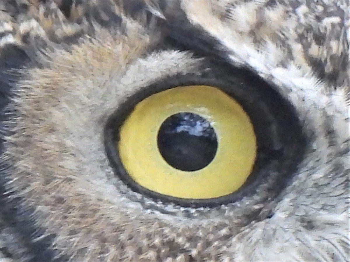 Great Horned Owl - ML485137591