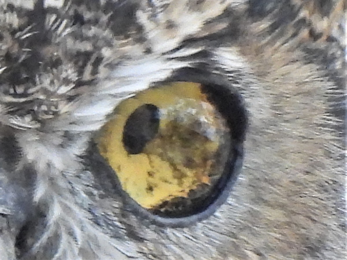 Great Horned Owl - ML485137651