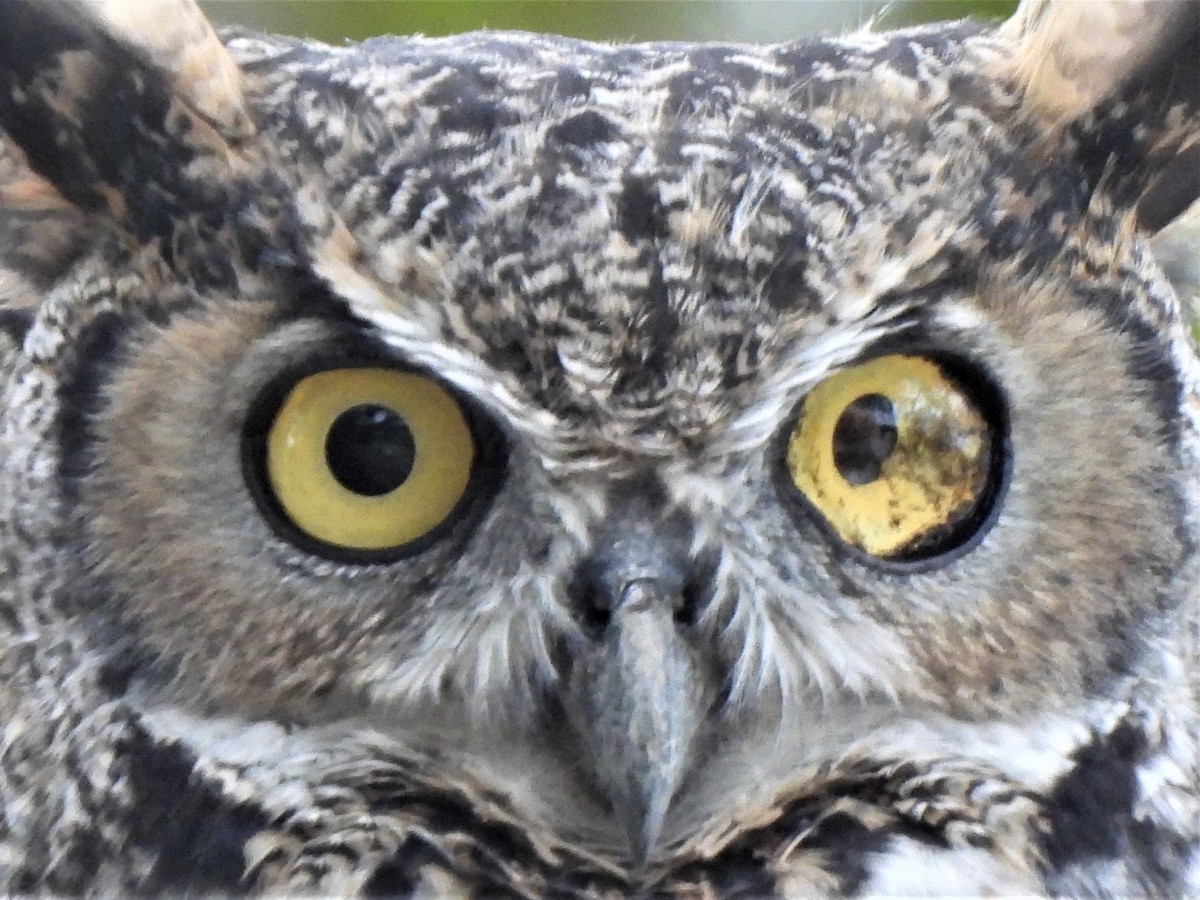 Great Horned Owl - ML485137781