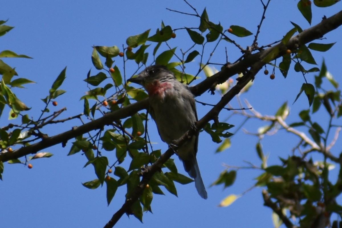 Rose-throated Becard - ML485137871