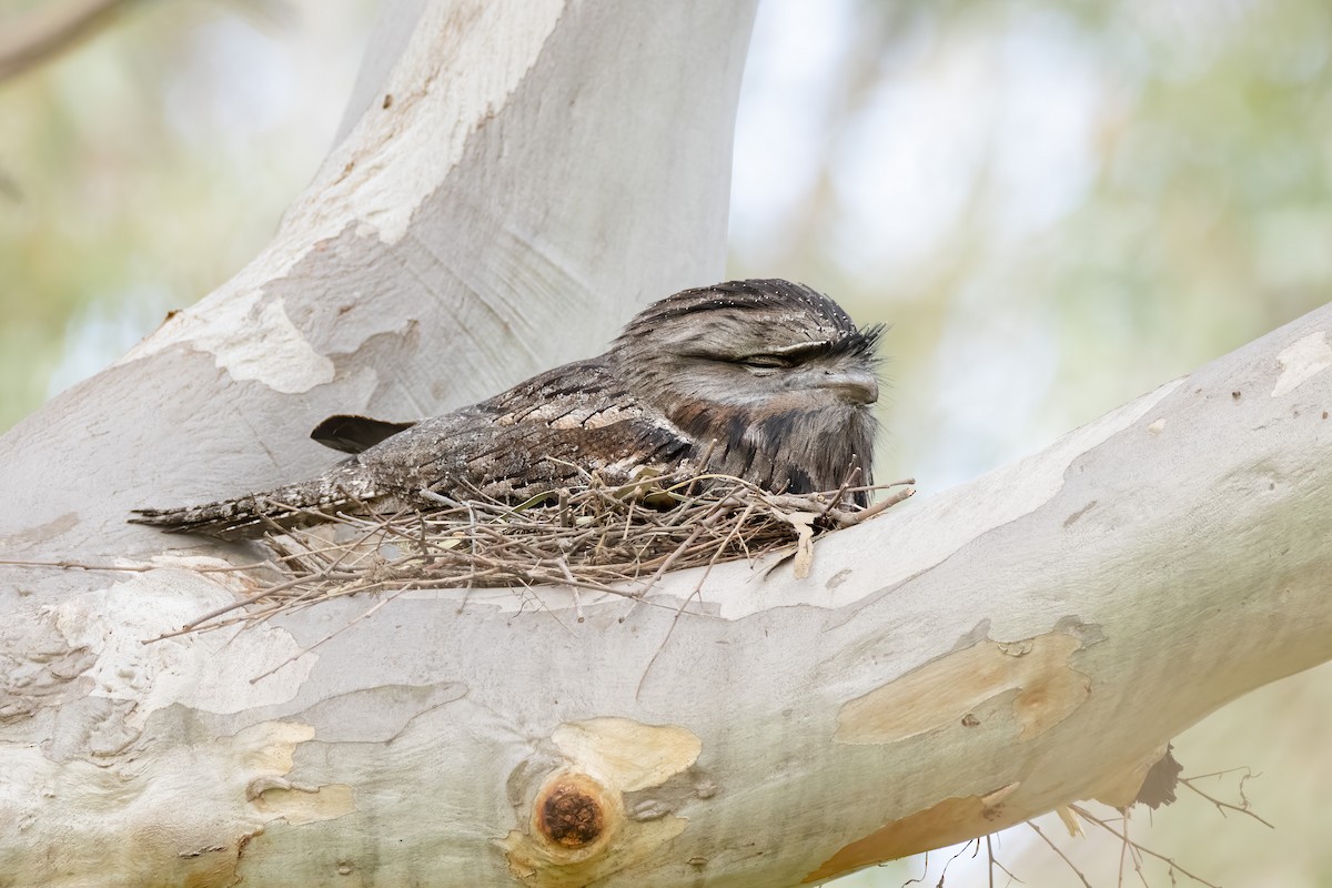 Tawny Frogmouth - ML485138761