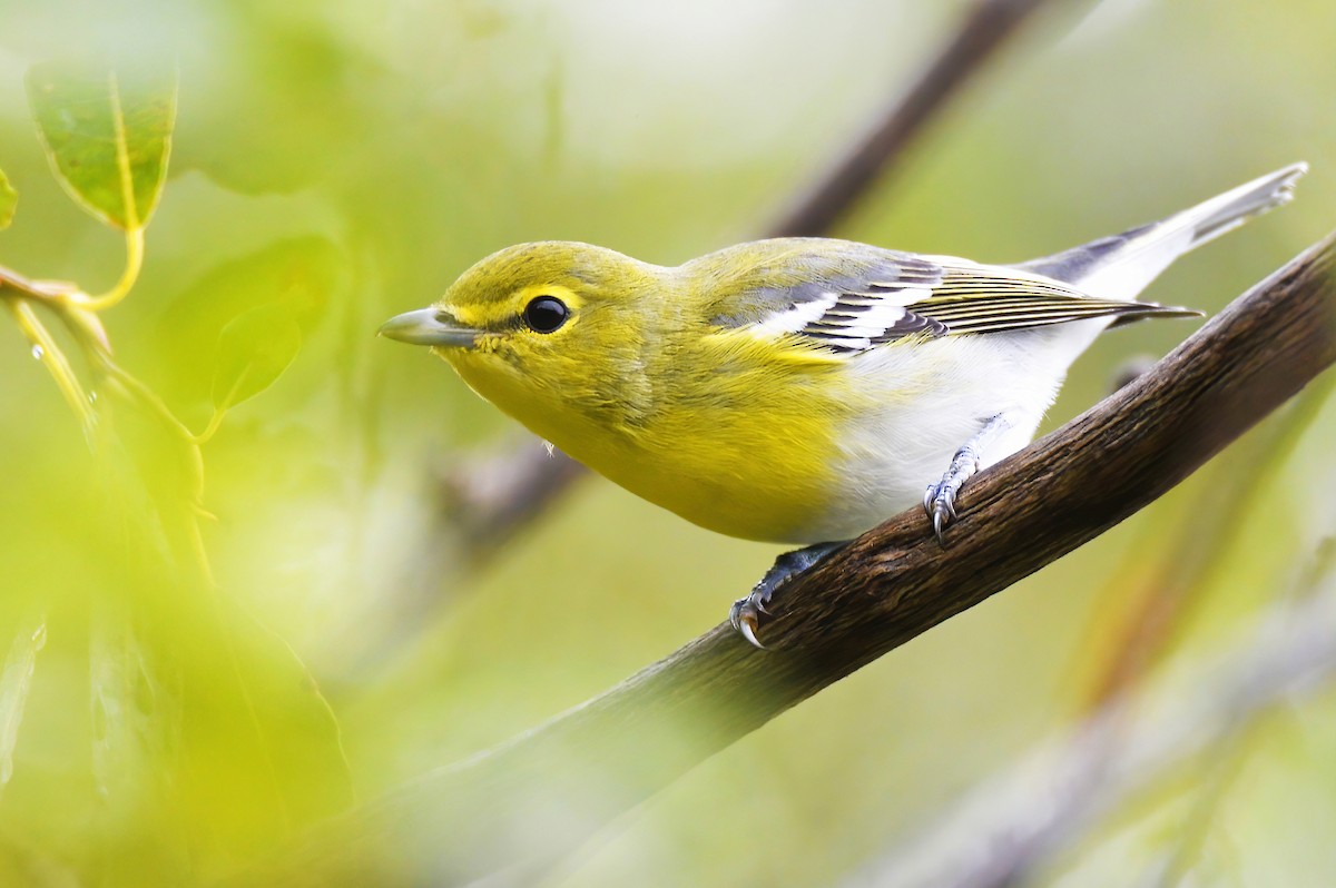 Yellow-throated Vireo - ML485138781