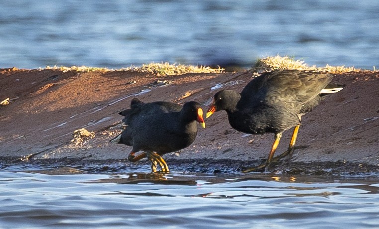 Dusky Moorhen - ML485139241