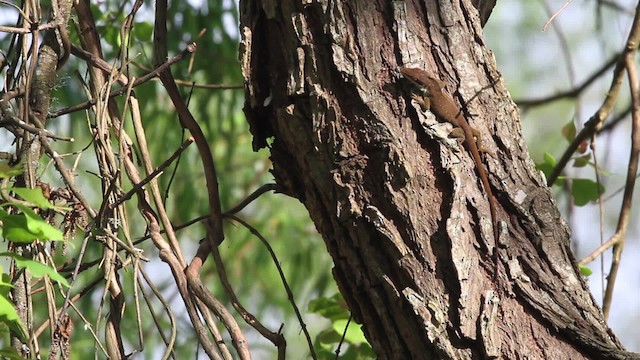 Green anole - ML485140