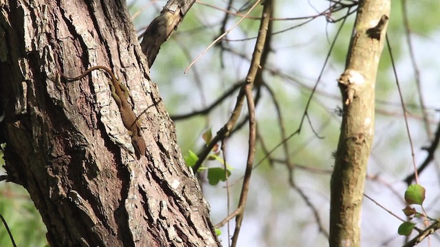 Green anole - ML485141