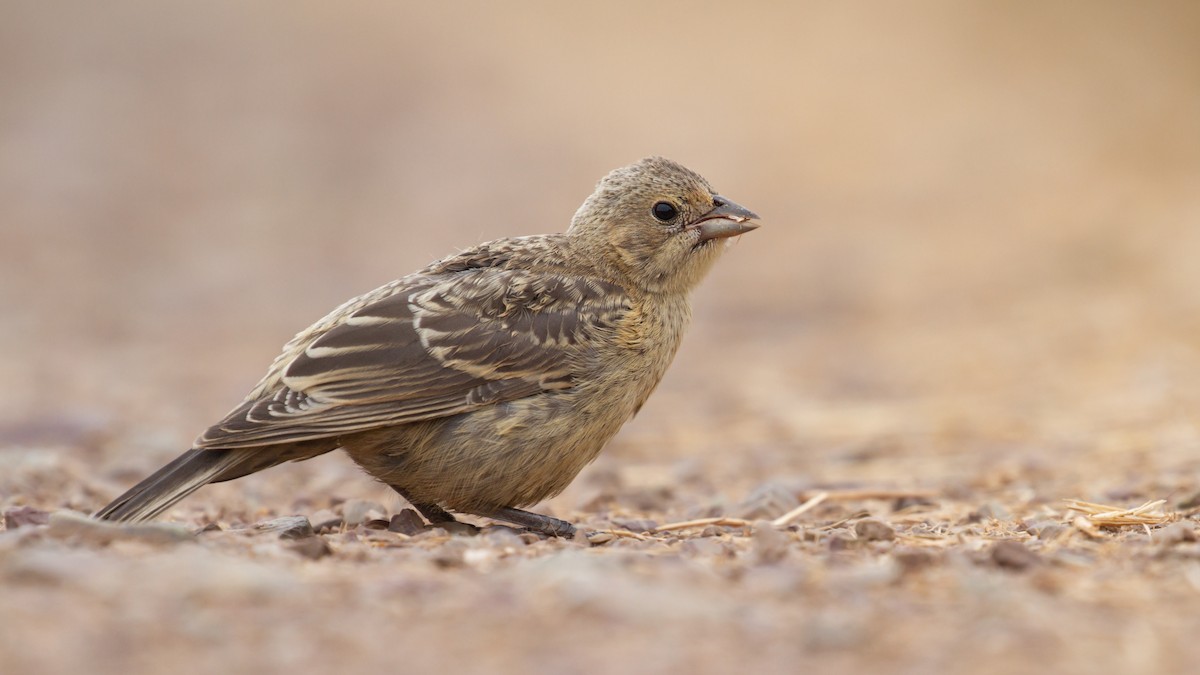 Brown-headed Cowbird - Sasha Cahill