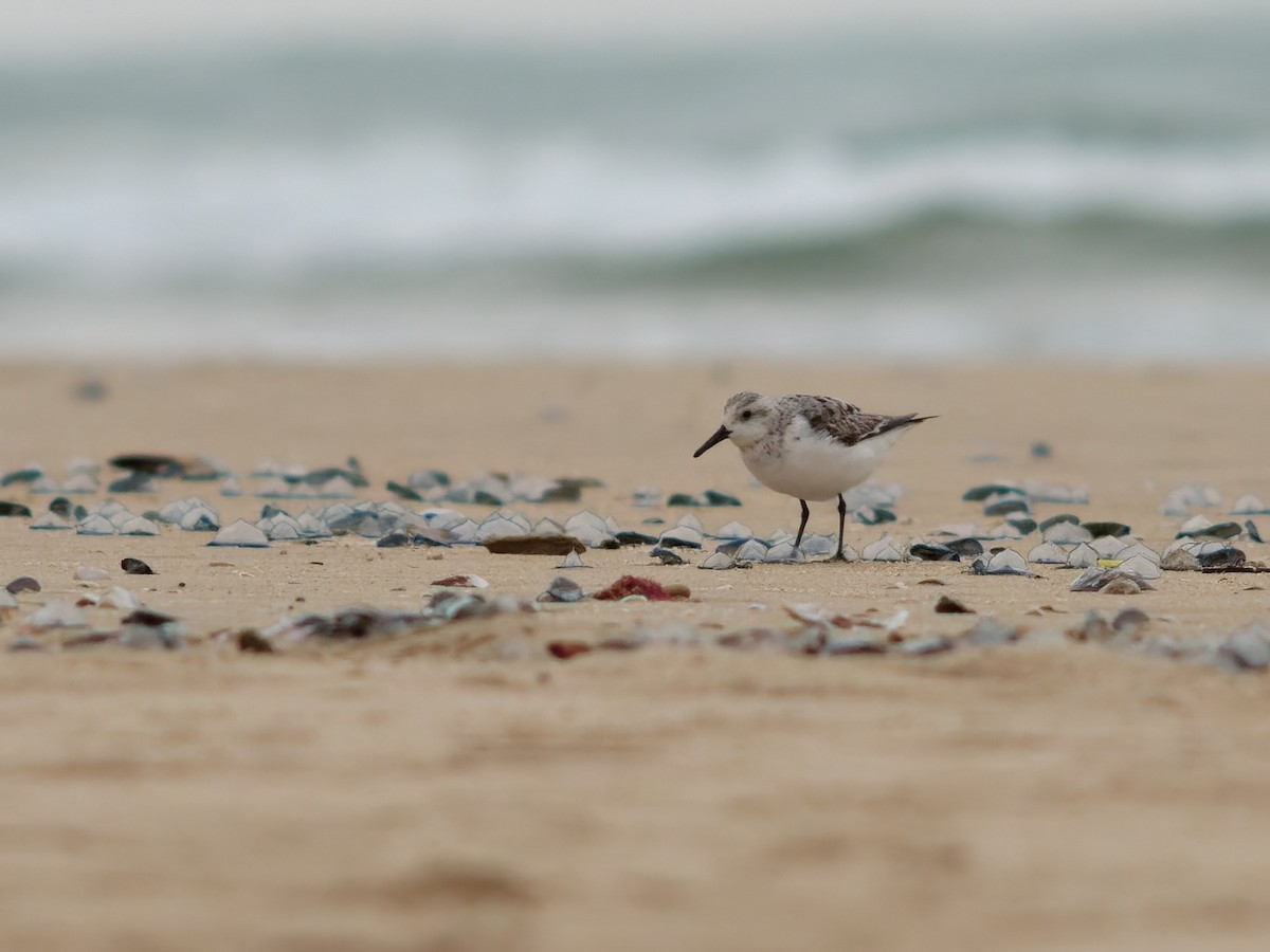 Sanderling - ML485141601