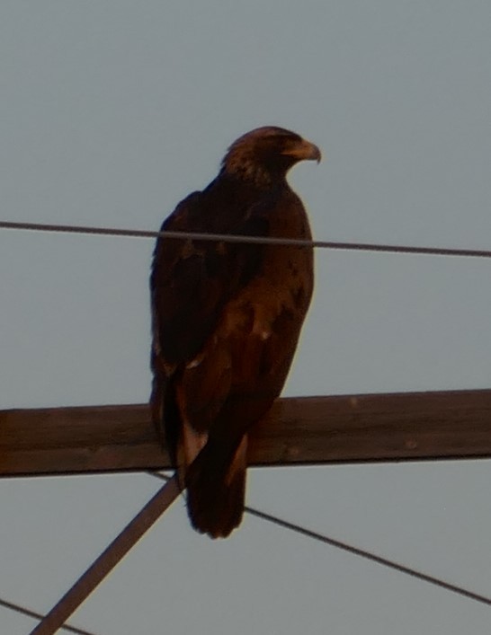 Golden Eagle - ML485141901