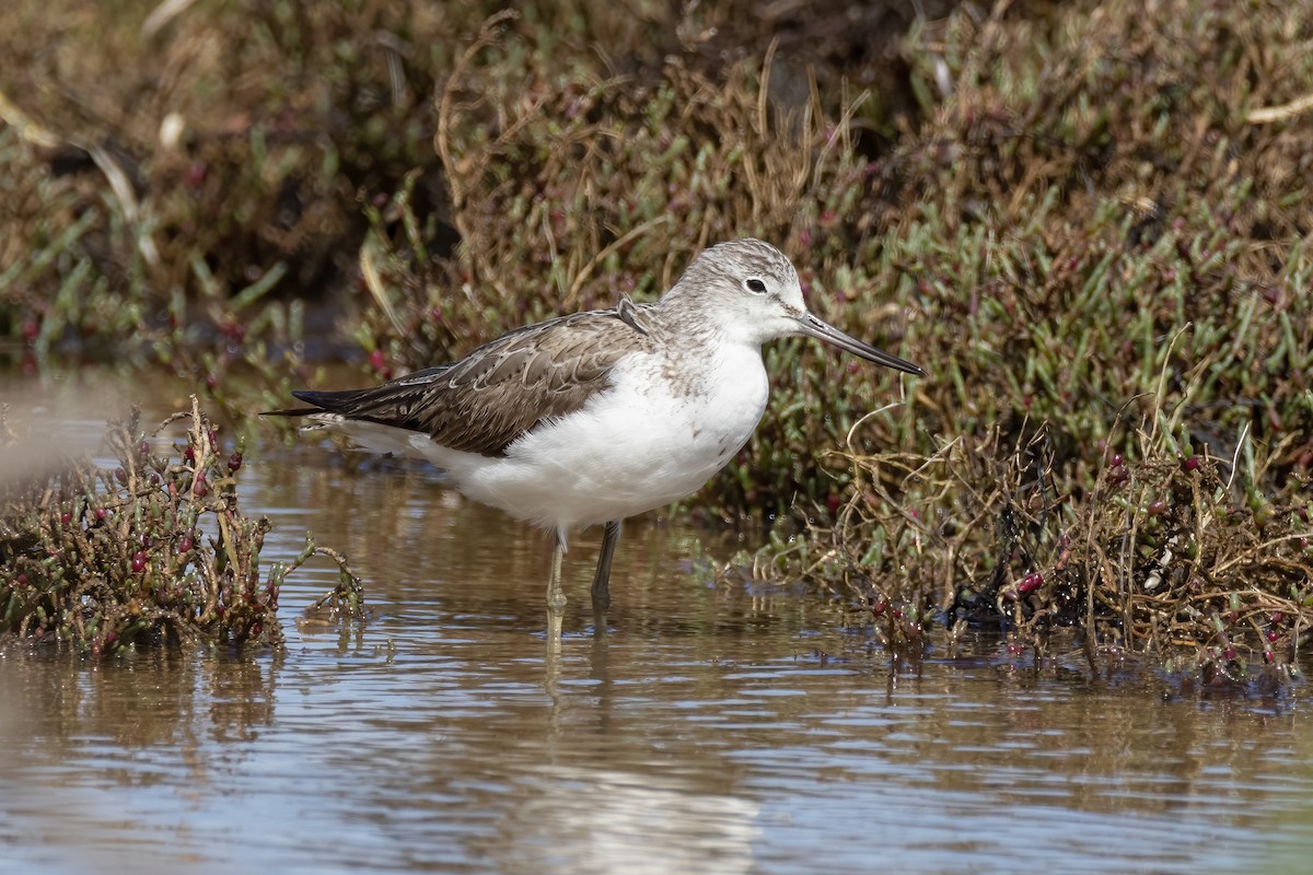 gluttsnipe - ML485142271