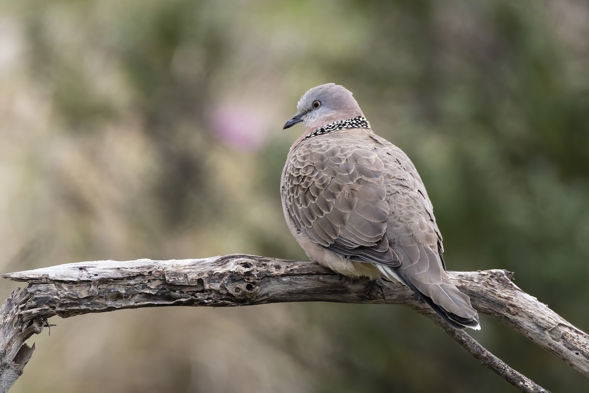 perlekragedue - ML485142781