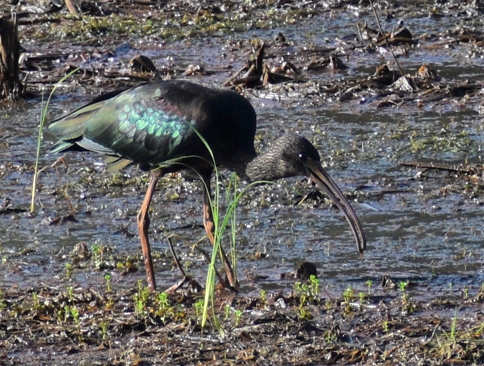 Glossy Ibis - ML485143801