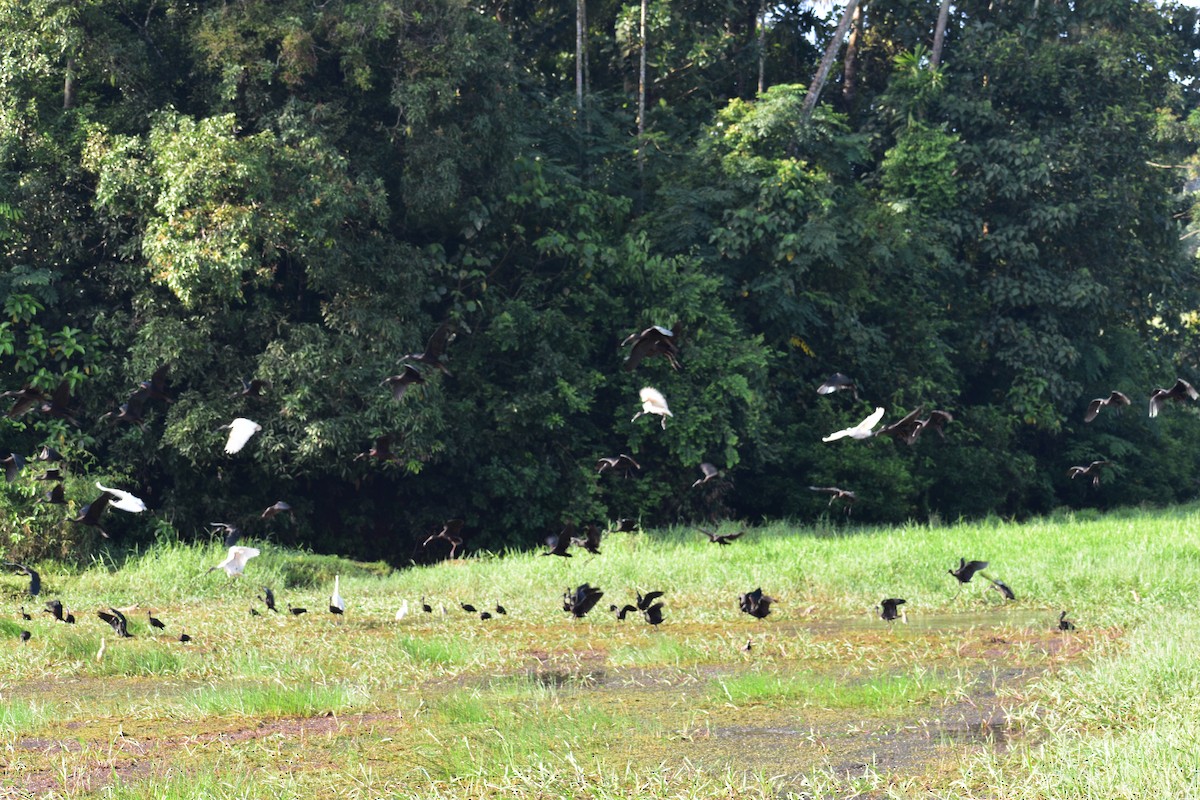 Glossy Ibis - ML485143941