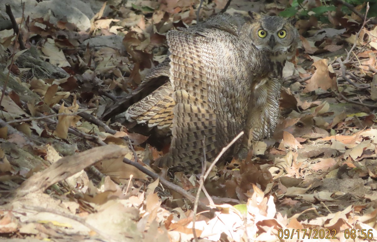 Great Horned Owl - ML485144421