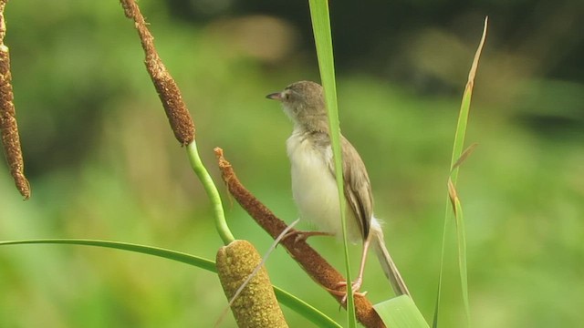 褐頭鷦鶯 - ML485145141