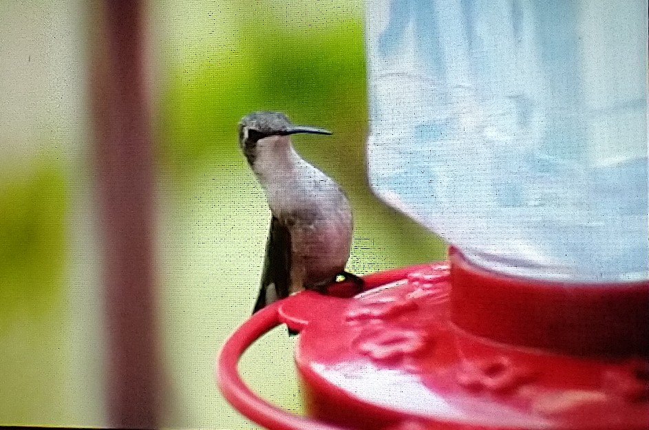 Colibrí Gorjirrubí - ML485145851