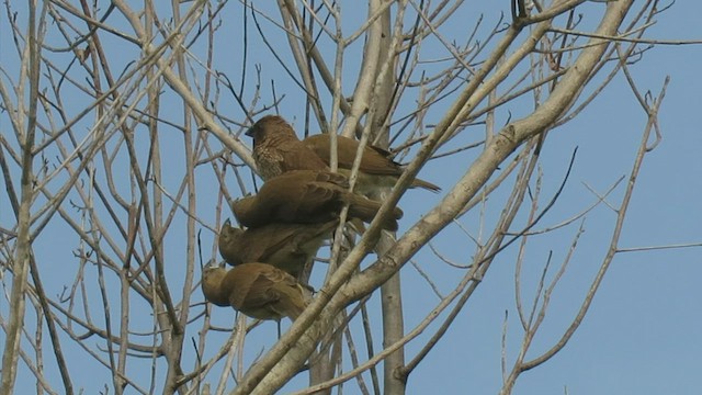 Scaly-breasted Munia - ML485145891