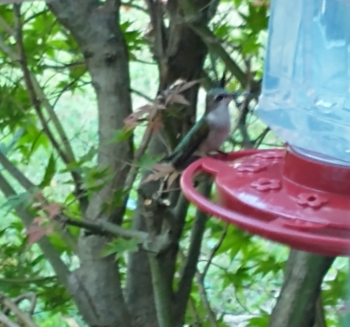 Ruby-throated Hummingbird - ML485146251