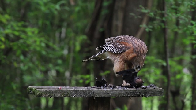 Red-shouldered Hawk - ML485148