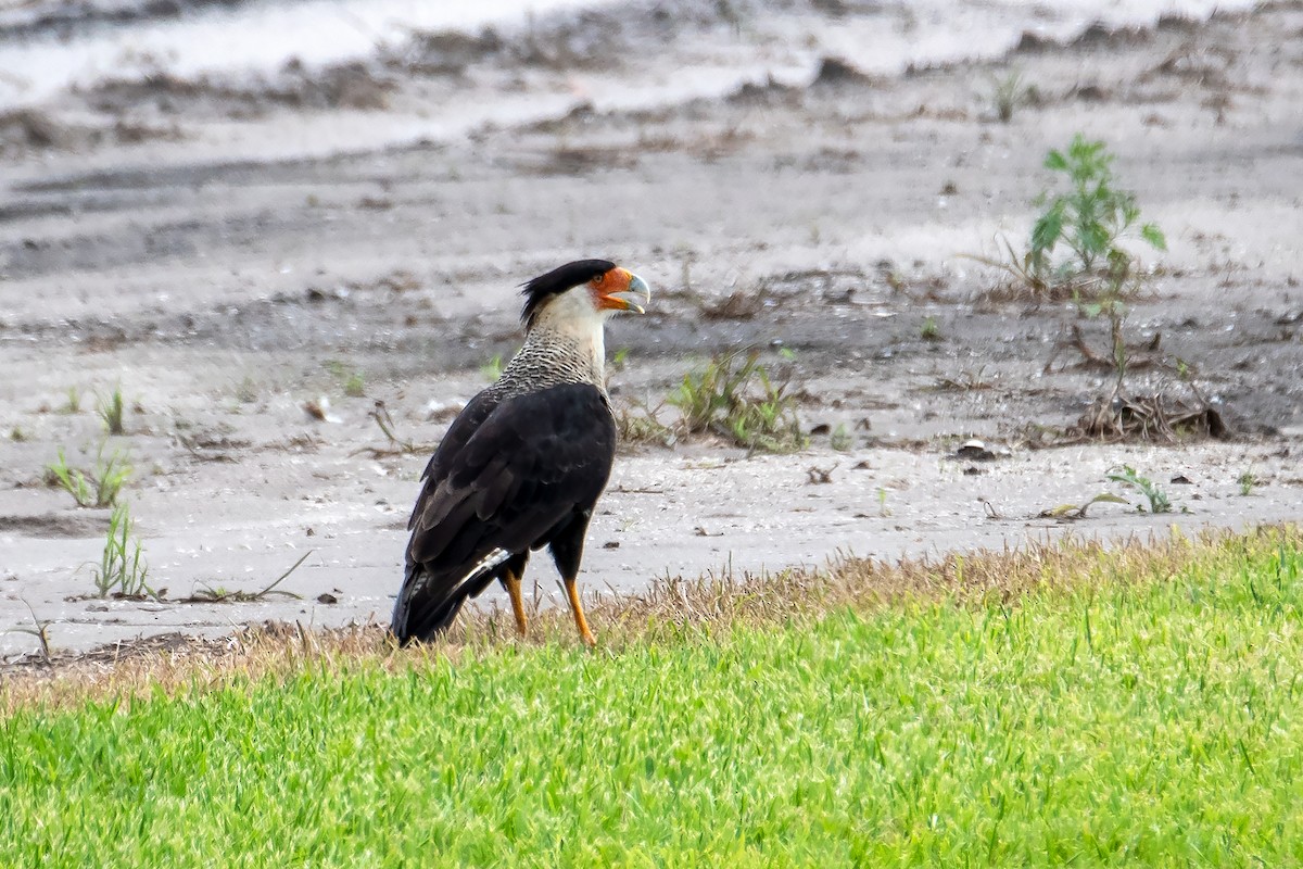 Crested Caracara - ML485148011