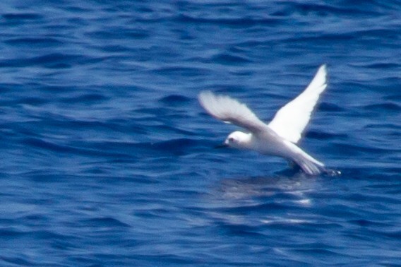 White Tern - ML485150181