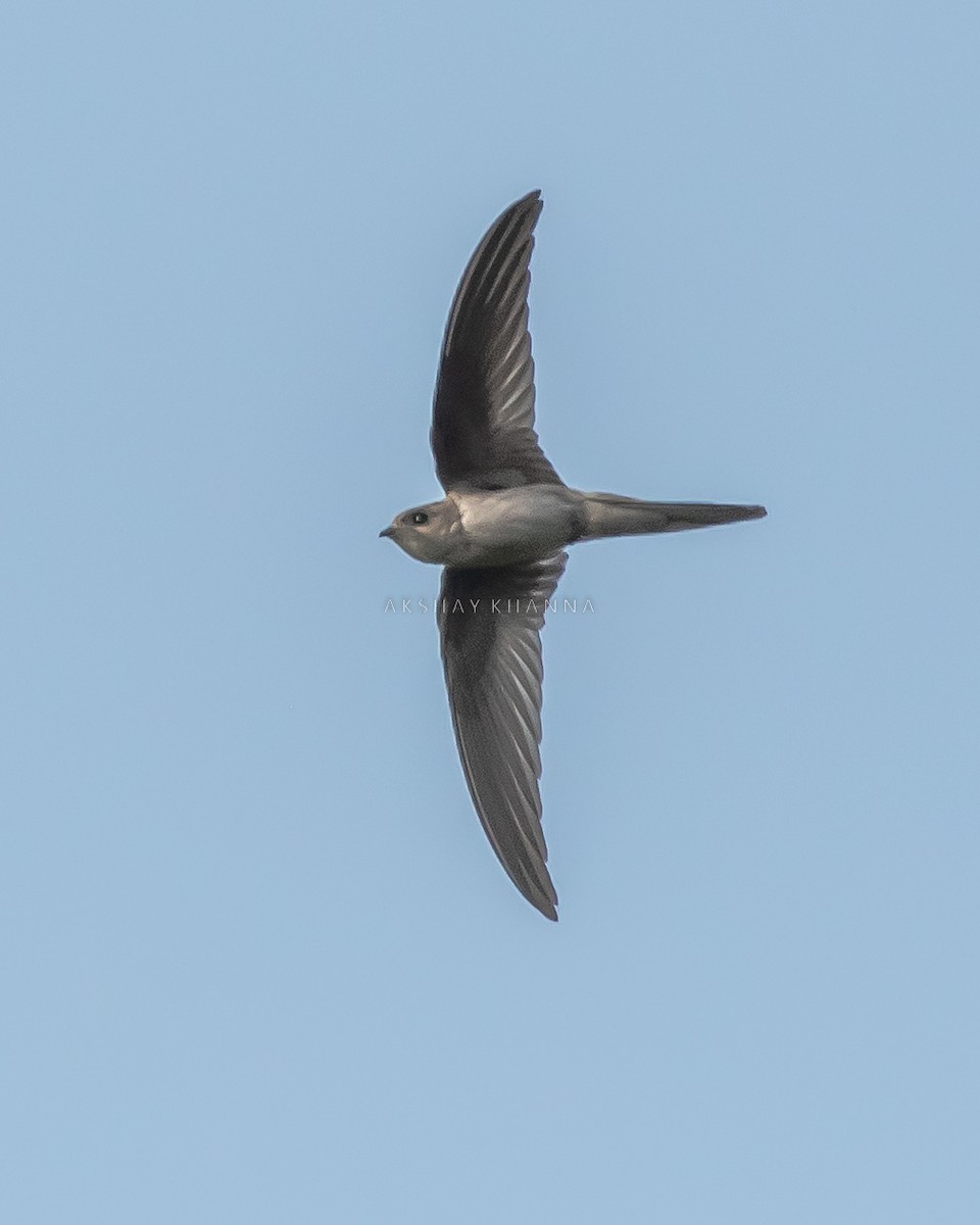 Asian Palm Swift - ML485151471