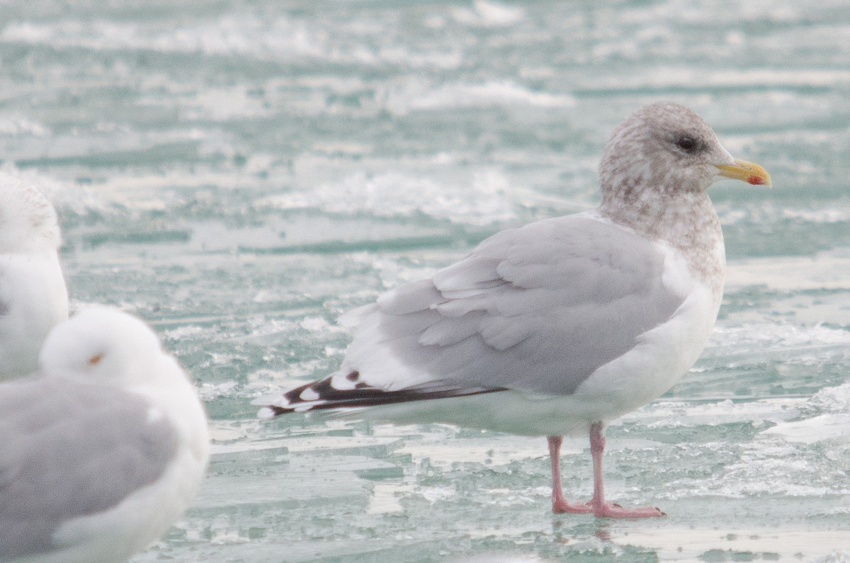 Iceland Gull (Thayer's) - Iain Rayner