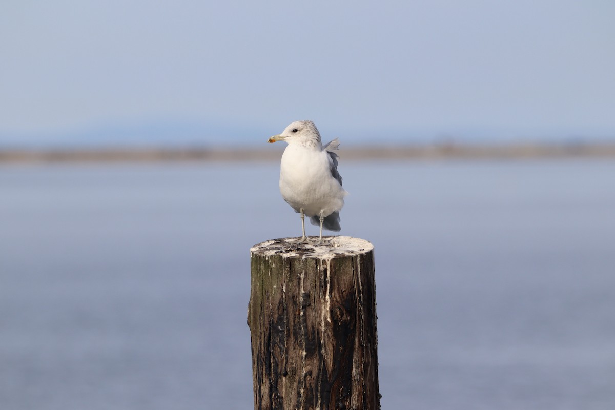 Gaviota Californiana - ML485151671