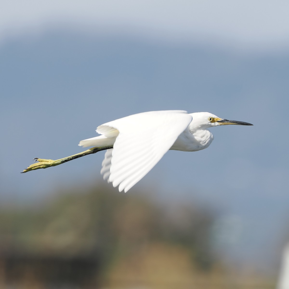 Snowy Egret - ML485152481