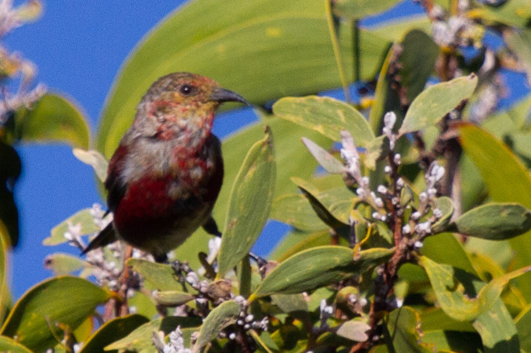 Apapanekleidervogel - ML485153511