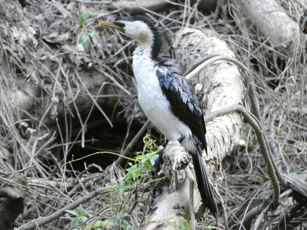 Little Pied Cormorant - ML485153521
