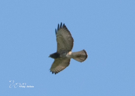 Broad-winged Hawk - Faby Galleta 🐦🦅