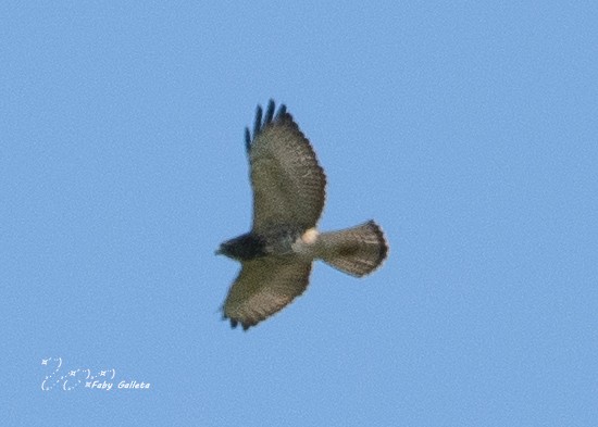 Broad-winged Hawk - ML485153871